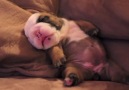 Precious Little English Bulldog Puppy Dreaming