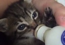 Precious little kitten