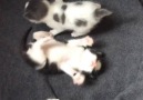Precious little kittens trying to walk for the first time