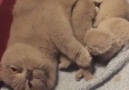 Precious little kittens with mama cat
