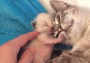 Precious mama cat with her adorable tiny kittens