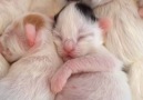 Precious tiny kittens taking a nap <3