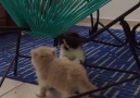 2 precious tiny persian kittens
