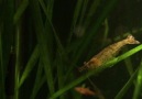 Pregnant shrimp..B.Kipel