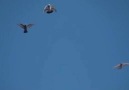 Pretty good video. (Found it online)