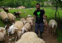 Primer paseo de todas las ovejas y cabras del Santuario