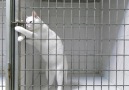 Prison Break Dizisini Fazla İzleyen Kedi
