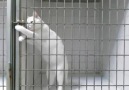Prison Break - This Cat got skills!