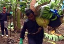 Processing of Bananas from harvesting to packing.