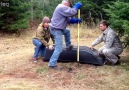 Proper catch and release technique for wolves.