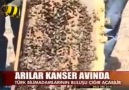 Propolisin gücü kanser olmana gerek yok kanser olmamak için kullan...