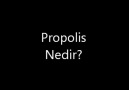 Propolis nedir?
