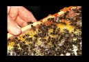 Propolis&tanıyalım