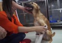 Protez bacak takılan köpeğin mutluluk dolu anları