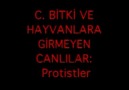 PROTİSTLER