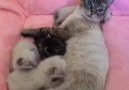 Proud cat mama