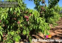 PSB Produccin Vegetal - ARTEMIS (13052020) Sierra Espua-Murcia Facebook