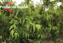 PSB Produccin Vegetal - ASTORIA (Sierra Espua-Murcia) 22042020 Facebook