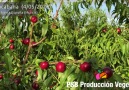 PSB Produccin Vegetal - Copacabana 2052020 (Sierra Espua-Murcia) Facebook