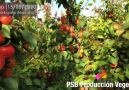 PSB Produccin Vegetal - DOMINO (15052020) Sierra Espua-Murcia Facebook