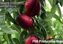 PSB Produccin Vegetal - La primera nectarina Plana del mundo! Facebook