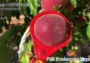 PSB Produccin Vegetal - Marmara (10052020) Sierra Espua-Murcia Facebook