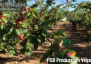 PSB Produccin Vegetal - MIKADO (SIerra Espua-Murcia) 1052020 Facebook
