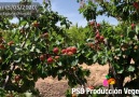 PSB Produccin Vegetal - Nestor 5052020 (Sierra Espua-Murcia) Facebook