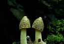 Psychedelic Art and Spirituality - Fungi life Facebook