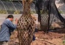PTP - Basic techniques in gardening Facebook