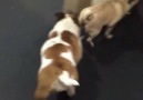 Pug and Bulldog agility contest