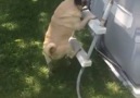 Pug Climbs Ladder To Get Into Pool