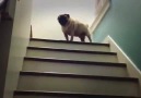 Pug climbs stairs like a boss