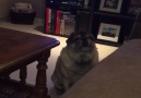 Puggo gets very hangry Like Animals Doing Things