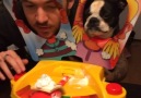 Pug Loses Game Of Pie Face
