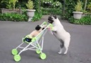 Pug puppy pushes baby stroller