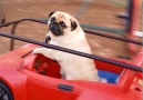Pug Riding The Carousel