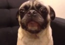 Pug says "I love you"