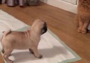 Pug Vs. Poor cat