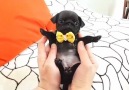Pug wearing a bowtie )