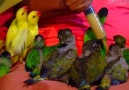 Puiuti de papagali - cu o mamica de ocazie, hraniti cu pipeta