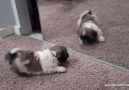 Puppies And Kittens Vs. Mirrors