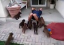 Puppies Enter Attack Mode