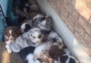 18 puppies getting woken up from their nap