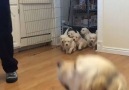 Puppies Run To Their Mum