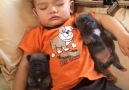 Puppies snuggling with toddler