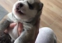 Pupppers first howl