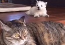 Puppy And Cat