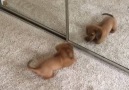 Puppy Barks at Mirror