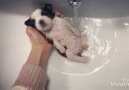 Puppy bath time